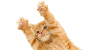 jumping cat PNG