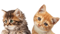 2 cats PNG
