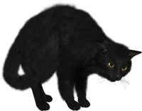 black cat PNG