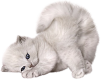 Cat kitten PNG