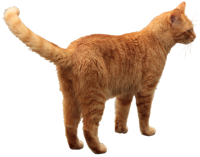 Cat from behind PNG