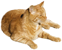 Ginger cat PNG