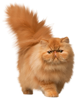 fluffy cat PNG
