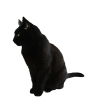 Черный кот PNG фото
