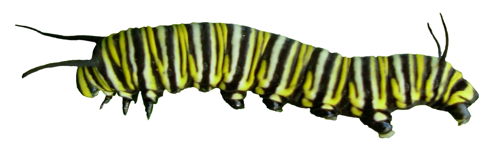 caterpillar-png-transparent-image-download-size-1635x507px