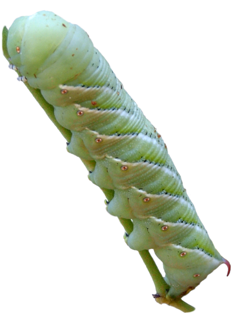 Гусеница картинки на прозрачном фоне. Manduca sexta гусеница. Ястребиная моль гусеница. Hornworm Caterpillar. Гусеница капустной белянки.