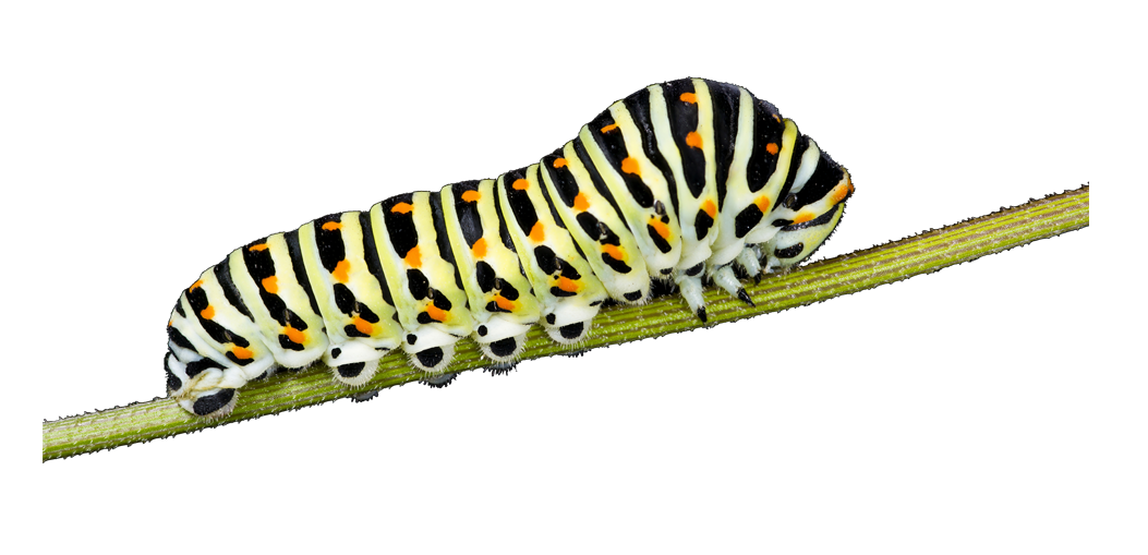 79 Caterpillar PNG images are free to download-
