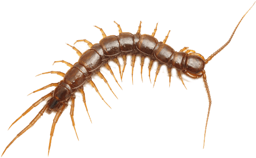 Chilopoda PNG