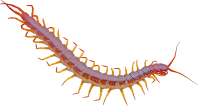 Centipede PNG transparent