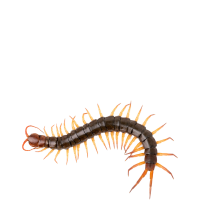 Centipede PNG