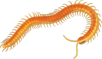 Centipede PNG orange image