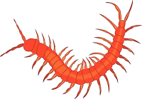 red Centipede PNG