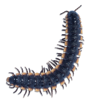 black centipede PNG
