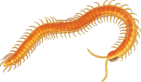 orange centipede PNG