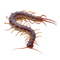 picture Centipede PNG