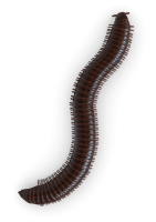 Centipede PNG picture
