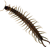 Centipede insect PNG