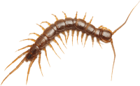 Centipede PNG insect
