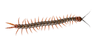 image Centipede PNG