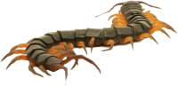 Centipede PNG