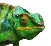 Chameleon PNG