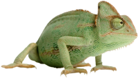 Chameleon PNG