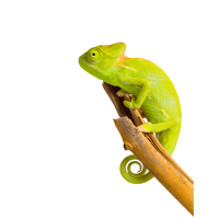 Chameleon PNG