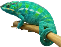 Chameleon PNG