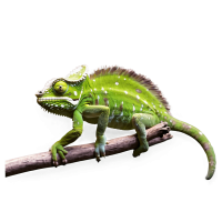 Chameleon PNG