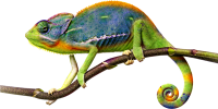 Chameleon PNG