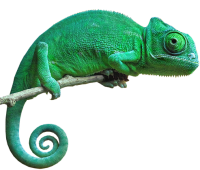 Chameleon PNG