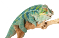 Chameleon PNG