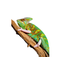 Chameleon PNG