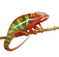 Chameleon PNG