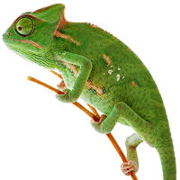 Chameleon PNG