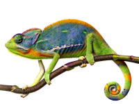 Chameleon PNG