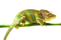 Chameleon PNG transparent