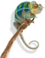 Chameleon PNG