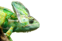 Chameleon PNG green