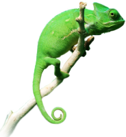 Chameleon PNG