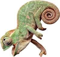 Chameleon PNG