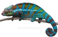 Chameleon PNG