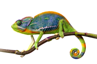 Chameleon PNG