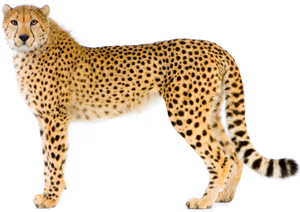 Leopardo PNG