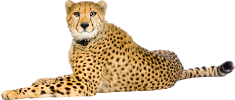 Cheetah PNG transparent image download, size: 476x204px