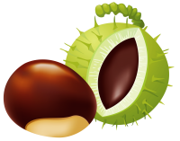 Chestnut PNG