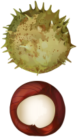 Chestnut PNG