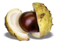 Chestnut PNG