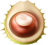 Chestnut PNG