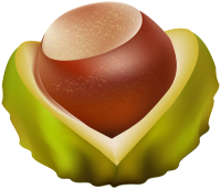 Chestnut PNG